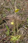 Yellow butterwort